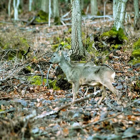 Encanto En El Moncayo San Martín de Moncayo
