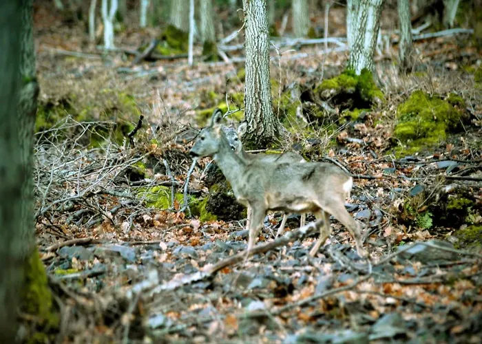 Encanto En El Moncayo San Martín de Moncayo