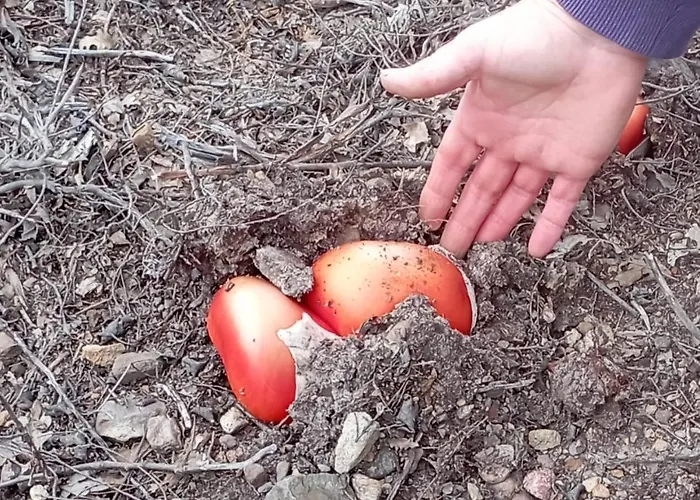 Encanto En El Moncayo